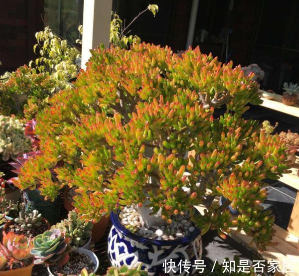 人见人爱的吸财树,了解掌握4个要点,轻松爆盆颜色靓丽