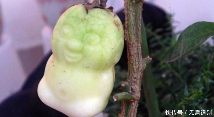 人参果的时|猪八戒为啥一口吞掉人参果其实不是嘴馋,沙僧无意道破缘由