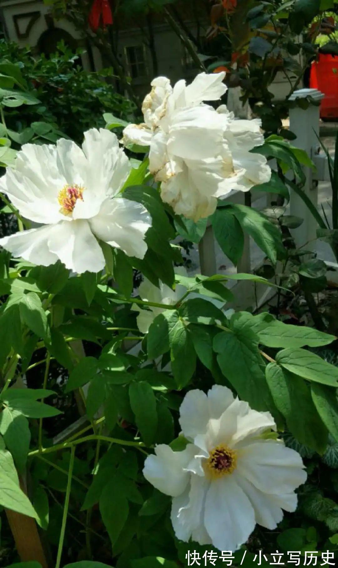 缺德商贩，把“绿化草”包装成“进口花”来卖，上当的人真不少