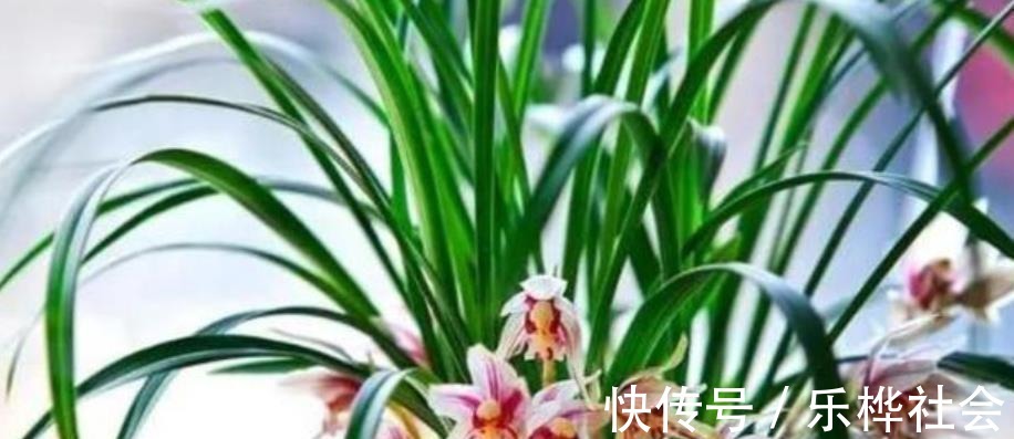 兰花长出新苗后,教你3个小技巧,快速长大早开花