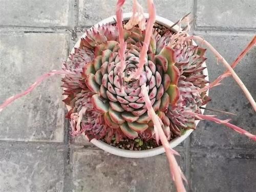 繁殖|多肉长花箭影响美观?千万不要丢,教你两招,繁殖新多肉