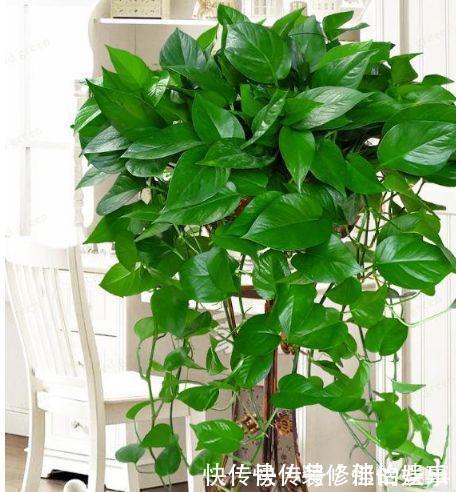 吸甲醛|4种花吸甲醛很厉害,养上几盆,室内甲醛没了,生活更舒适!