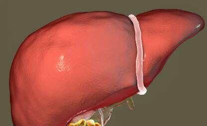  肝病的“死对头”, 只要每天吃一点, 排毒养肝, 肝病不攻自破