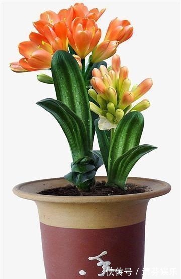 喷洒|盆栽君子兰“卡脖子”,几滴这东西就可以射箭!