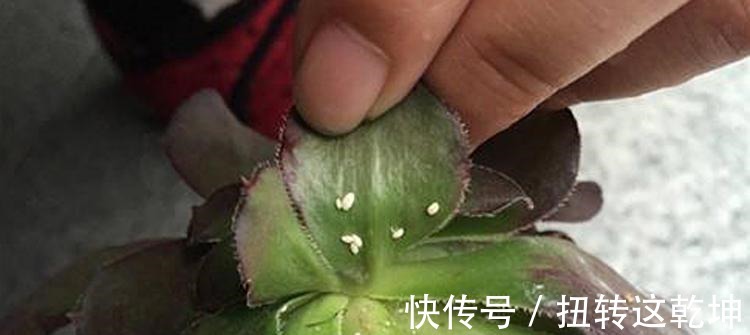 用最简单的方法，杀最难缠的多肉虫害，轻松杀灭蚧壳虫和小黑飞！