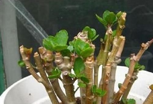 枝条|长寿花枝条变软,剪1刀,浇点这种水,过年就开花