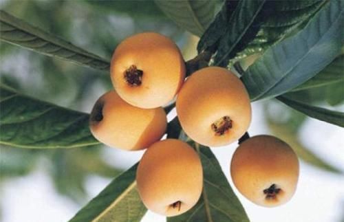 维生素c|人到中年想长寿,不妨多吃以下四种食物,补血补肾,早吃早健康