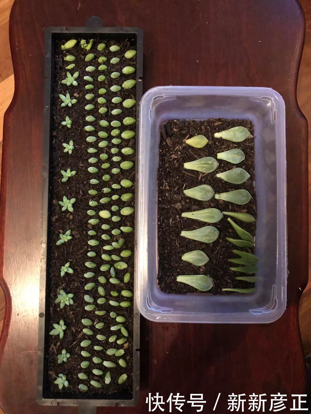 叶插繁殖|春暖后用多肉的叶片扦插繁殖,一两周长出小芽,成功率特别高