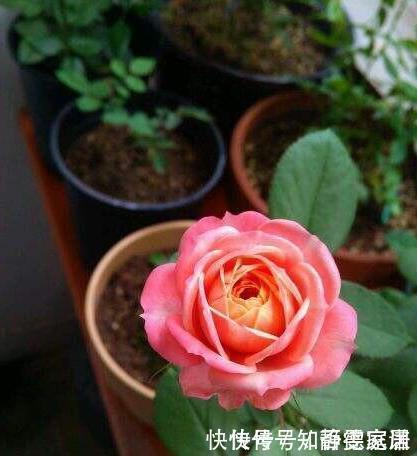这五种花儿,一个枝条就能种,爬藤爬满墙,开花又多又漂亮