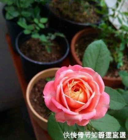  这五种花儿，一个枝条就能种，爬藤爬满墙，开花又多又漂亮