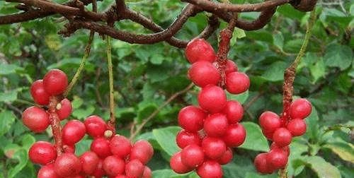 總說(shuō)五味雖小，但五臟俱全，你知道五味究竟是什么嗎？