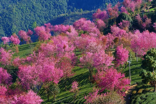 16年荒山变花谷 云南迎来最大樱花种植基地 日均客流七八千 快资讯