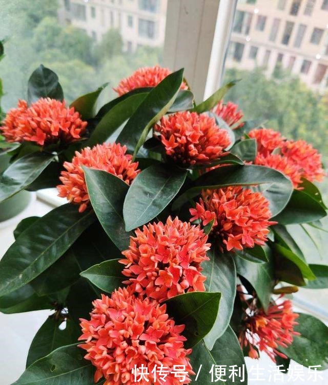 4种花能开一整年,只养一盆就够了,天天有花看!