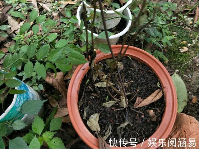 夏天|10种不能淋雨的花,淋完雨就死,盆栽养花注意事项