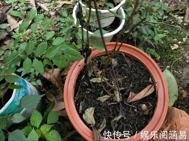 夏天|10种不能淋雨的花，淋完雨就死，盆栽养花注意事项