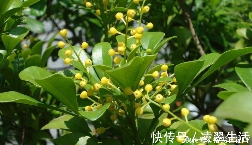 香水|此花被称为“香水机器”,花香浓郁能驱蚊,开花就是200天