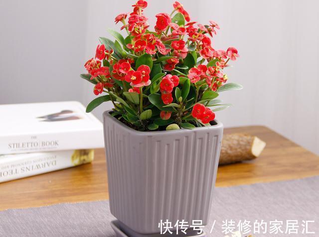 适合穷养的“5种花”,用小盆,少管一些更利于生长和开花