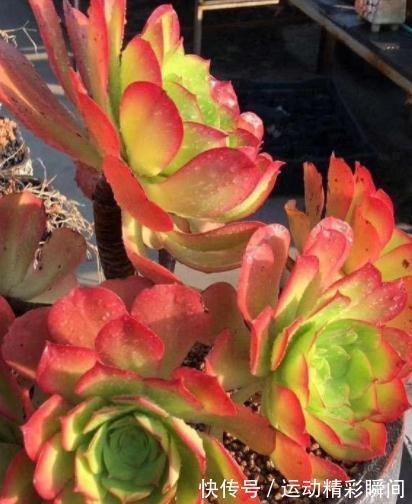 养多肉这些法师一定要养,便宜又好看,关键是新手也能养出状态