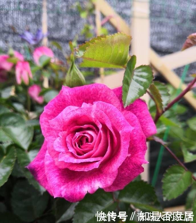 月季|月季黄叶是什么情况?弄清“4点”,一直绿油油,明年“花更多”