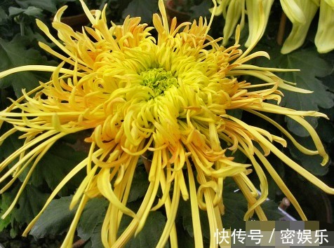 大圆盘|喜欢菊花,不如养盆“菊中珍品”唐宇祥龙,似龙游九州,金光闪闪