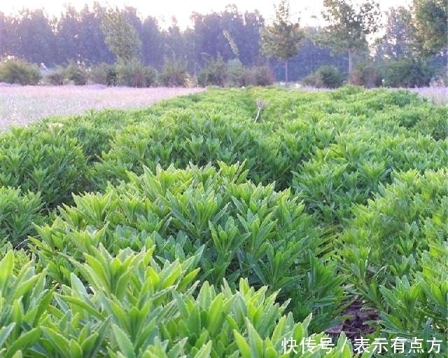 农村这种植物可以抵抗零下30度的低温，具有让人意想不到的疗效