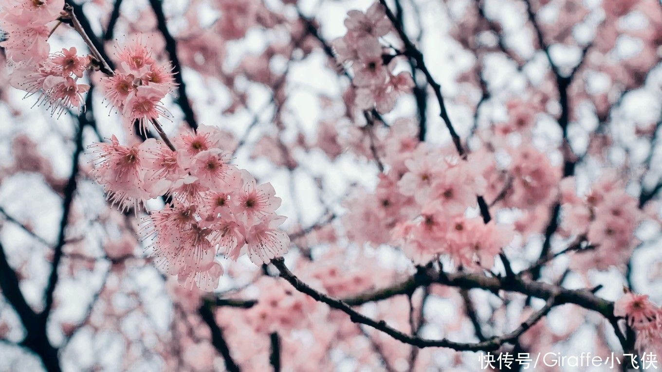 浪漫樱花季，情定鼋头渚