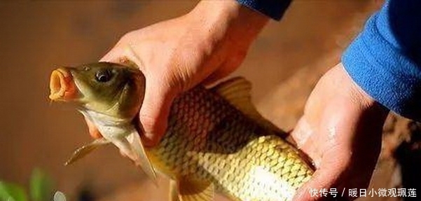 颗粒状|聊聊打窝哪些事,为什么要打窝以及打窝的一些心得经验