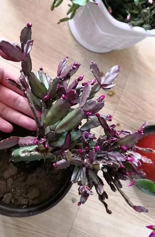 仙人掌科|养了5年的蟹爪兰,原来是个“假货”,看看你家的是什么?