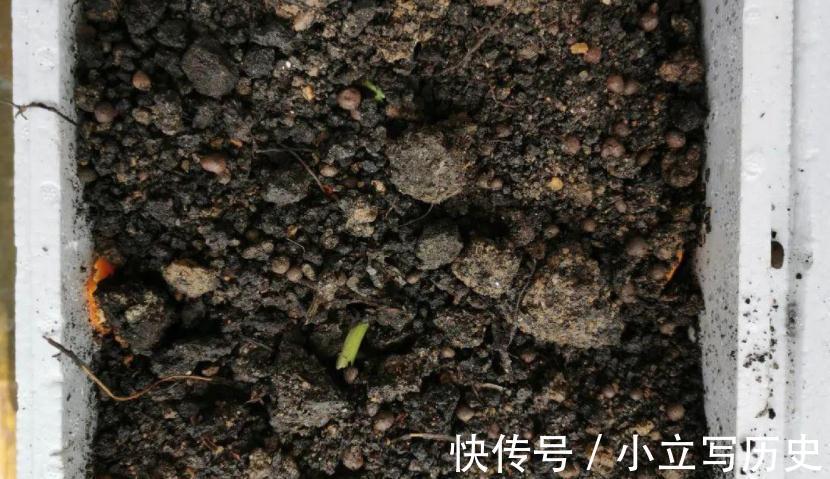 营养物质|君子兰长势不佳，就试用这3种“废料”，不花钱，好处多多