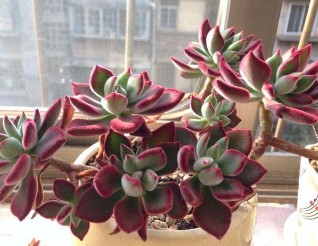 光照|好养皮实的3种多肉,一年大部分时间在生长、不休眠、颜色美