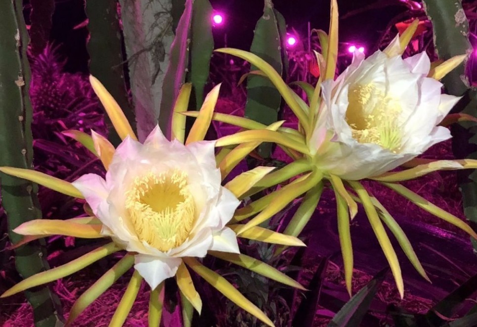 家养一种“霸王花”，暗光也能“旺”，花开胜牡丹，美过昙花一现