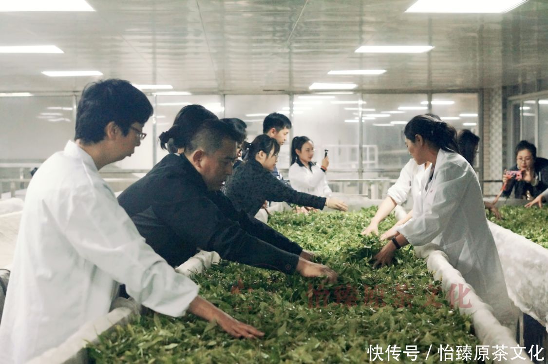 清热解毒|你的体质适合喝什么茶?夏日到来,一起来学会喝茶