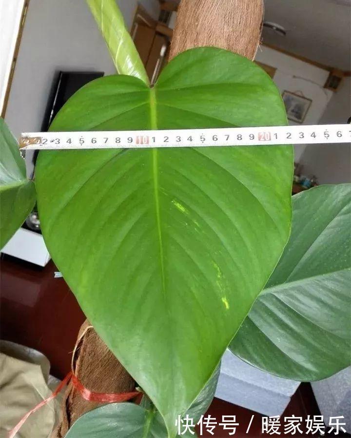 花友|绿萝裹个旧毛巾,俩月能爬1米高,一片叶子脸盆大!