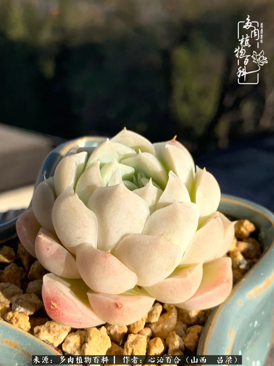 夏季的多肉,绿色才是主色调!努力呵护,期待绽放的那一刻!