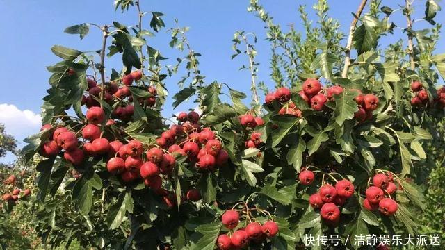山楂|阳台养1棵山楂树,果子红艳艳,开胃又消食,是盆栽佳品!
