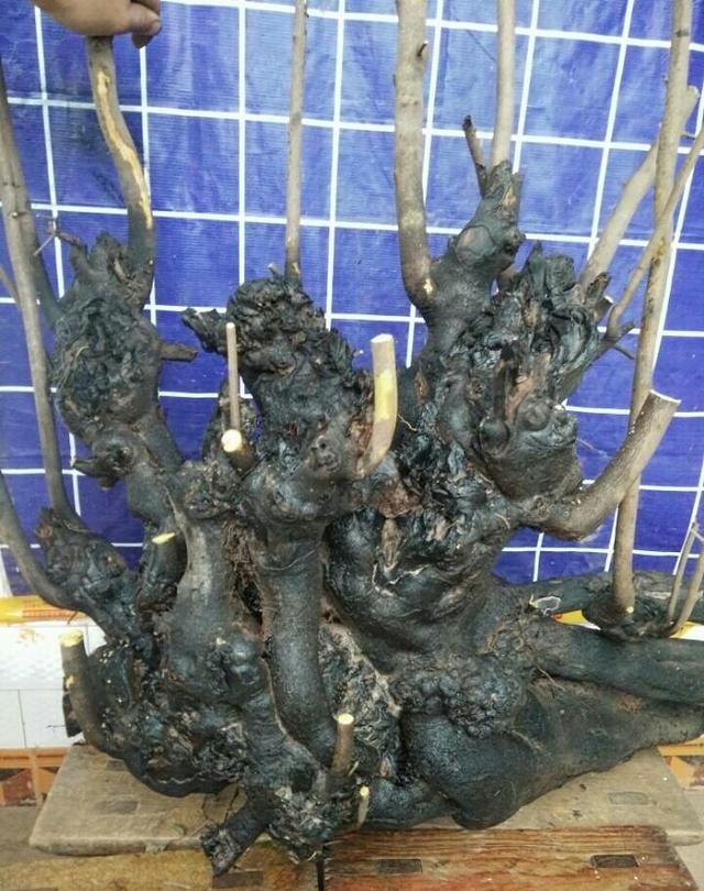 不要在养马齿苋树、玉树了,这种植物山上挖一棵,养成老桩巨值钱