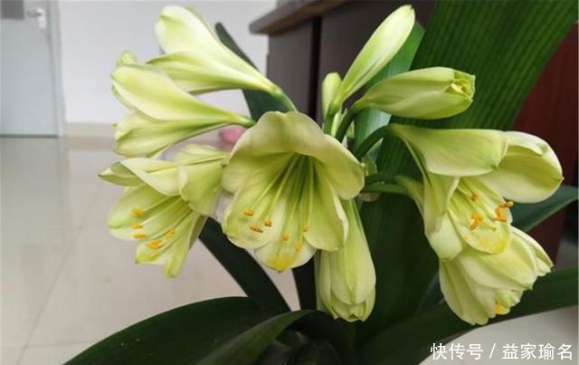 核桃壳|养君子兰,添3“东西”,解决3“难题”,叶子常年油绿发亮