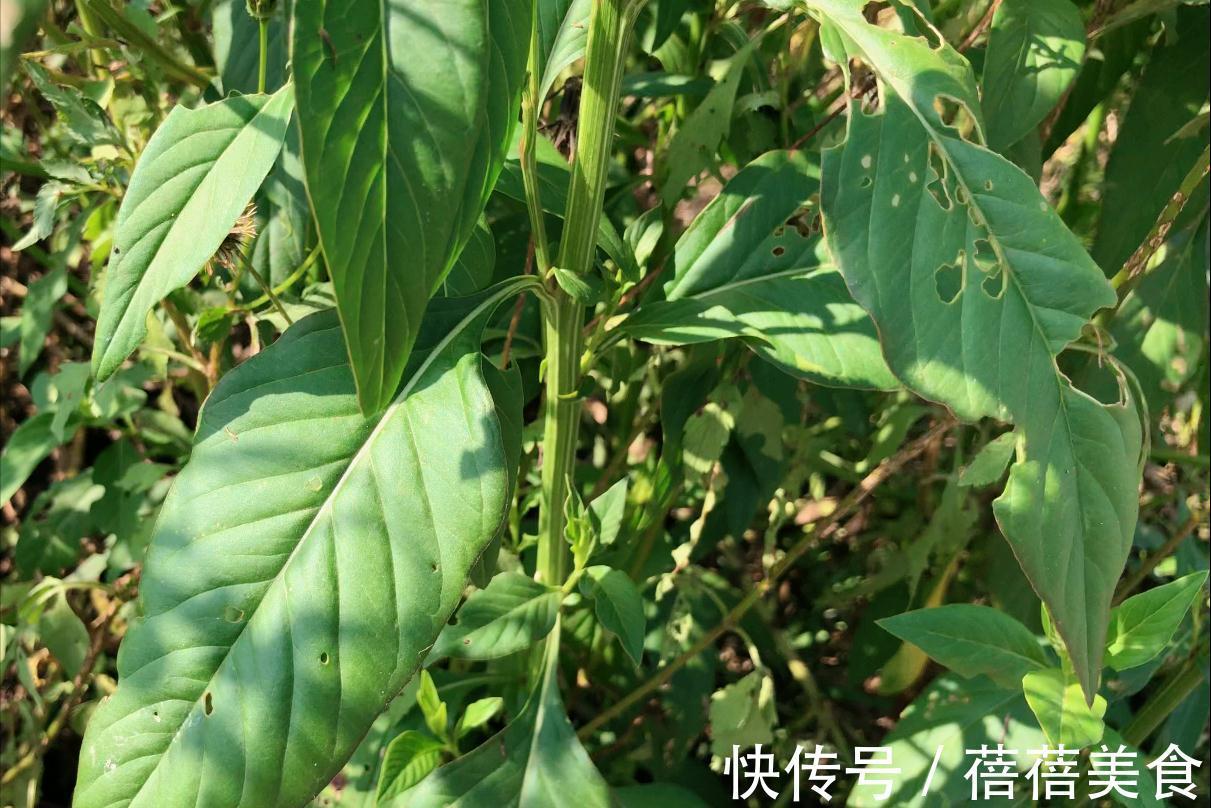 农田常见杂草青葙,都有什么用知道吗?了解完才知道它是个“宝”