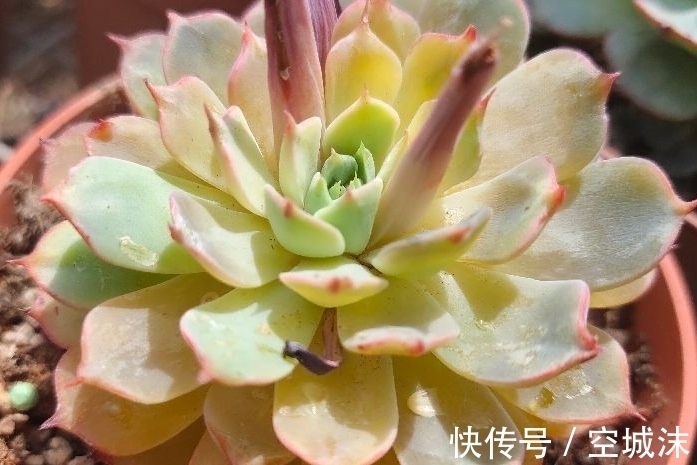 叶片|多肉植物不常见问题,干瘪干皱,难以服盆等,看看有您遇到了吗