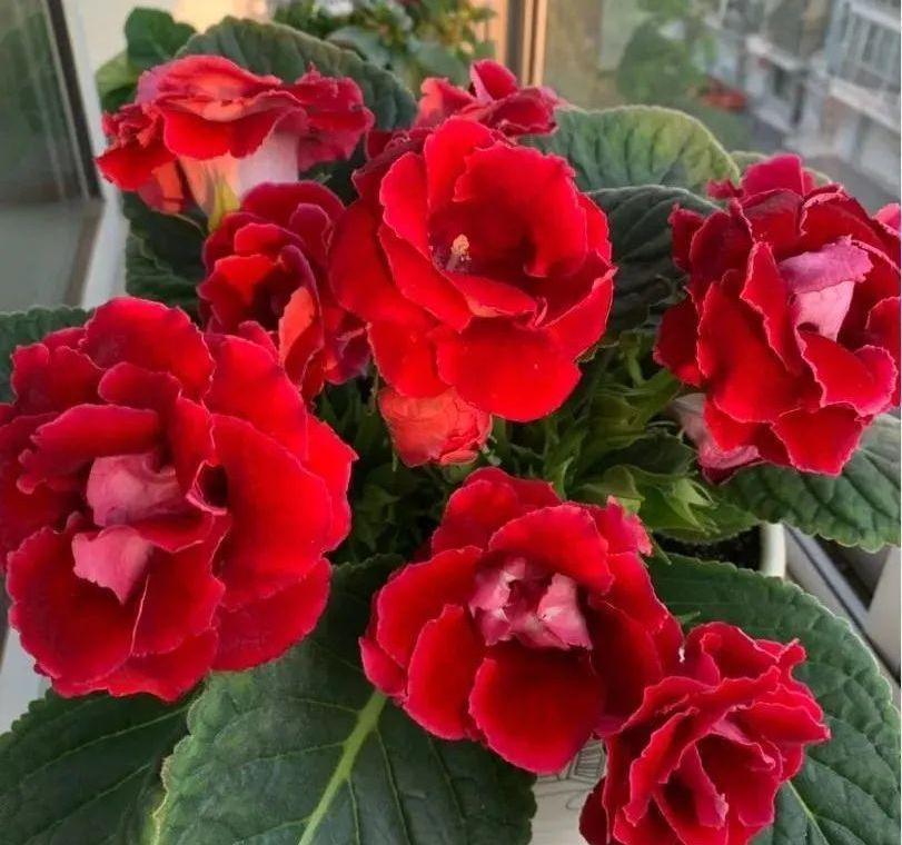 5种“洋气”花,趁着“天冷”快扦插,生根快,开花早,真省钱