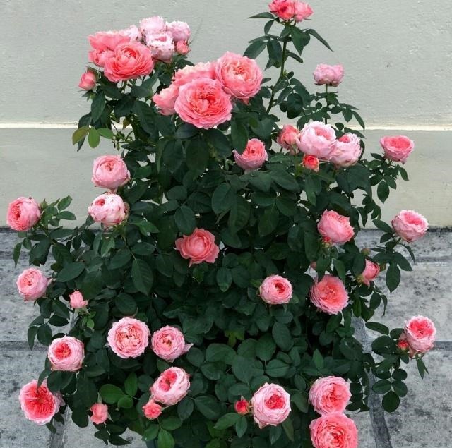 什么叫月季横拉月季横拉的枝条开花后如何修剪