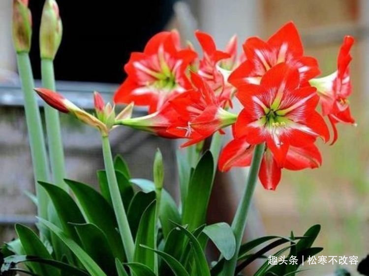 长寿|此款花草适合新手养殖,漂亮好养又便宜,开起花来拦不住