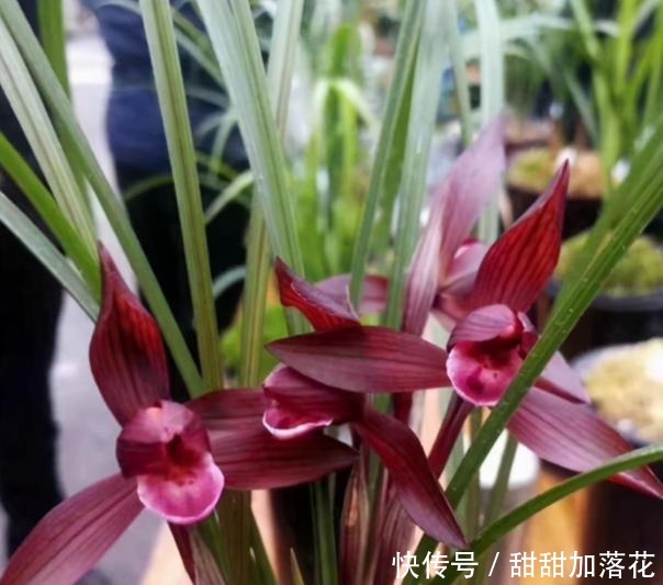 春兰十大红素之首“醉红素”,红杆红花,香味扑鼻,冬季养兰首选