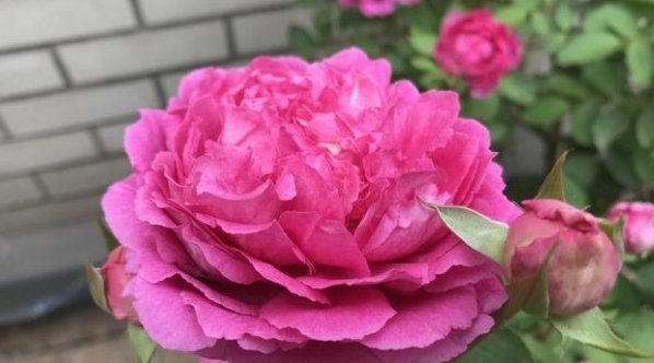 根系|花盆里撒一把鸡蛋壳,作用真厉害,不生虫不黄叶,叶绿根壮爆满盆