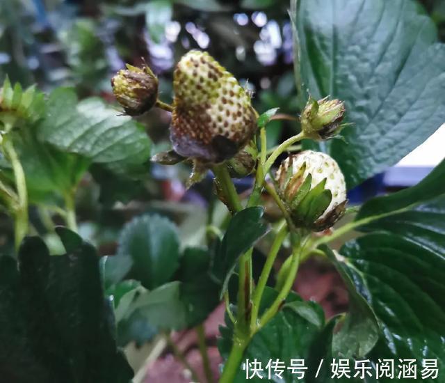 10种不能淋雨的花,淋完雨就死,盆栽养花注意事项