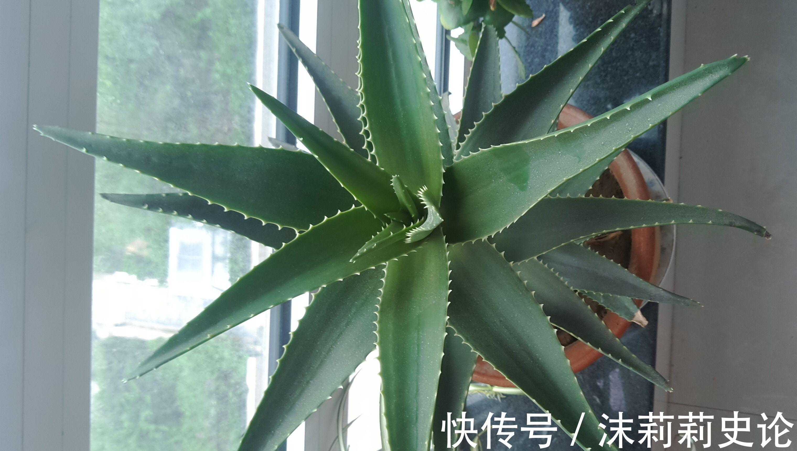 养花试试这几款，是集食用、药用、美容、观赏于一体的新植物