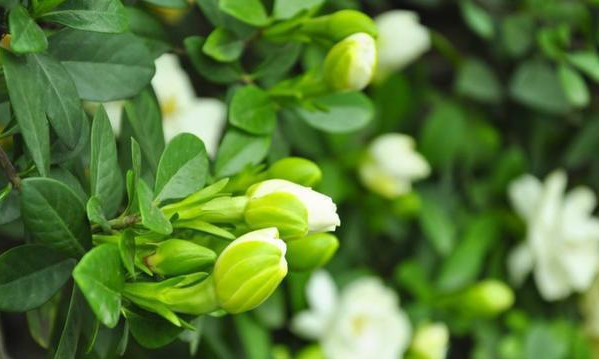 栀子花不开花做好3点,开花多得停不下来,拦都拦不住,爆满盆