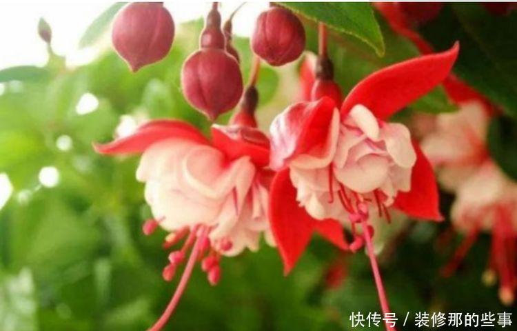 4种花是“开花大户”，一次开放100朵，漂亮上档次，越养越喜欢