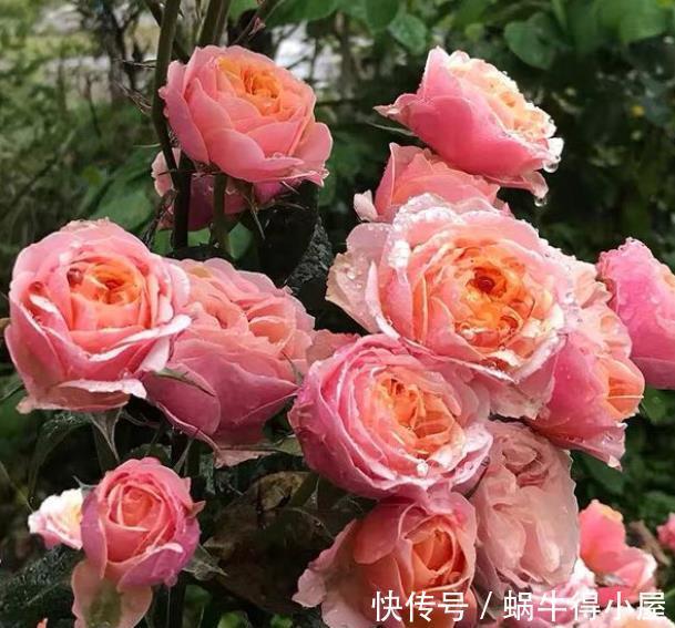 人气|人气颇高的10种月季，有人喜欢有人厌，找到合适的才是正确的