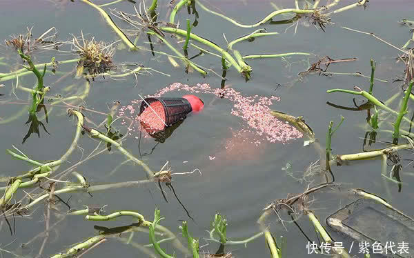 鲫鱼|仲春浅水有大鲫,野钓大鲫鱼,这种钓法最好用,没有之一!